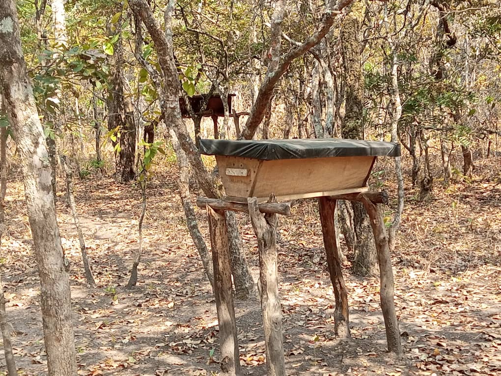  Raw and pure honey from the wild Miyombo Forests