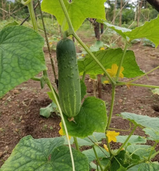 ecological cucumber