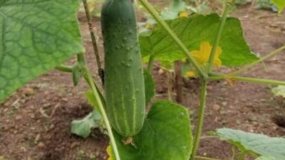 ecological cucumber